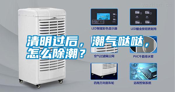 清明過后，潮氣噠噠，怎么除潮？