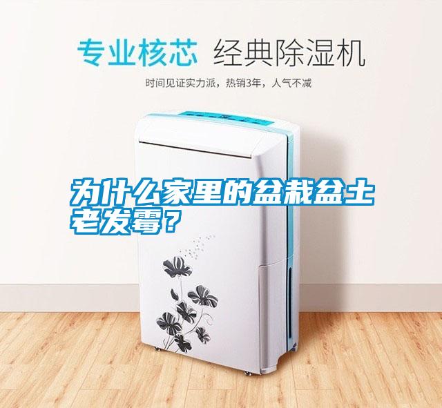 為什么家里的盆栽盆土老發霉？
