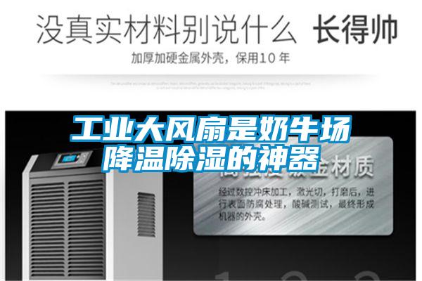 工業大風扇是奶牛場降溫除濕的神器